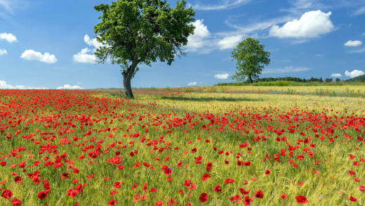 1555877 (a): :2560x1440